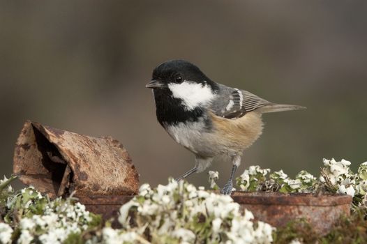 Coal tit (Periparus ater), bird looking for food