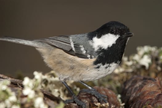 Coal tit (Periparus ater), Close-up of a bird