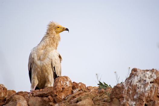 Egyptian Vulture (Neophron percnopterus), scavenger bird standing on the ground