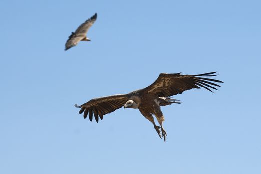 Griffon Vulture (Gyps fulvus) flying, silhouette of bird