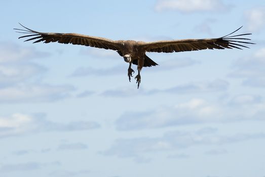 Griffon Vulture (Gyps fulvus) flying, silhouette of bird