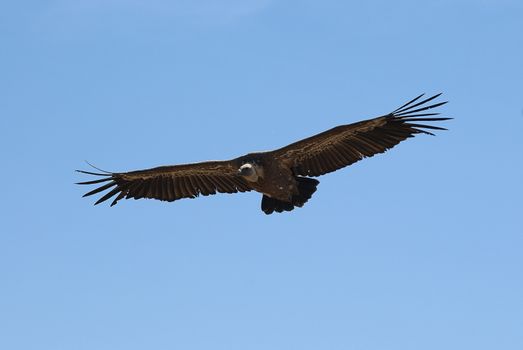 Griffon Vulture (Gyps fulvus) flying, silhouette of bird