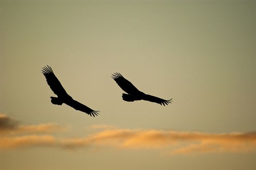 Griffon Vulture (Gyps fulvus) flying, silhouette of bird