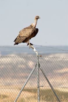 Griffon Vulture, Gyps fulvus, bird of prey standing on a fence