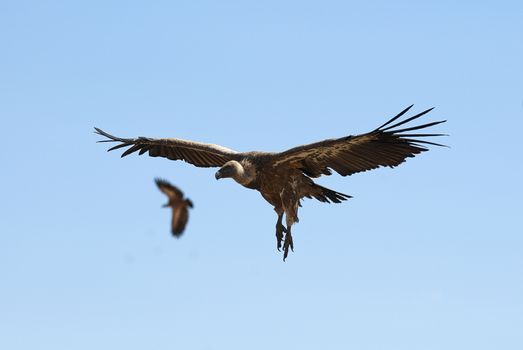 Griffon Vulture (Gyps fulvus) flying, silhouette of bird