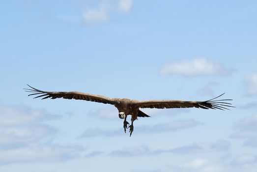 Griffon Vulture (Gyps fulvus) flying, silhouette of bir