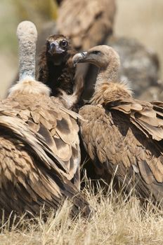 Griffon Vulture, Gyps fulvus, Black Vulture or Cinereous Vulture (Aegypius monachus) carrion birds, spain
