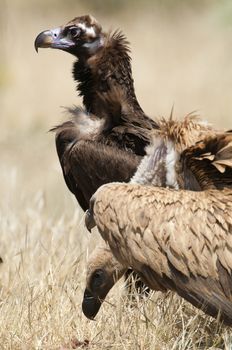 Griffon Vulture, Gyps fulvus, Black Vulture or Cinereous Vulture (Aegypius monachus) carrion birds, spain