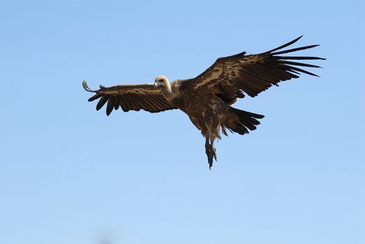 Griffon Vulture (Gyps fulvus) flying, silhouette of bird