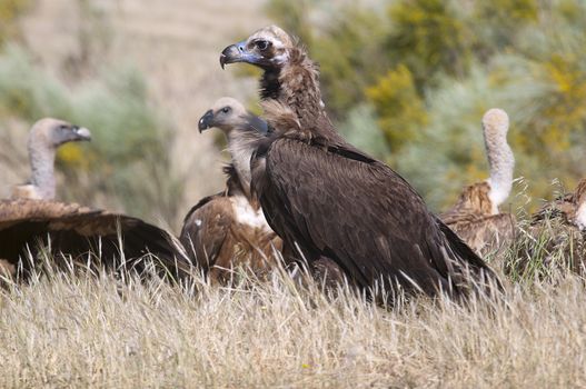 Griffon Vulture, Gyps fulvus, Black Vulture or Cinereous Vulture (Aegypius monachus) carrion birds, spain