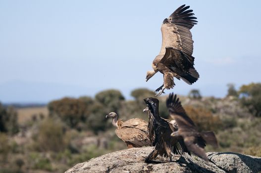 Griffon vulture, Gyps fulvus, large birds of prey sitting on the stone in a mountain