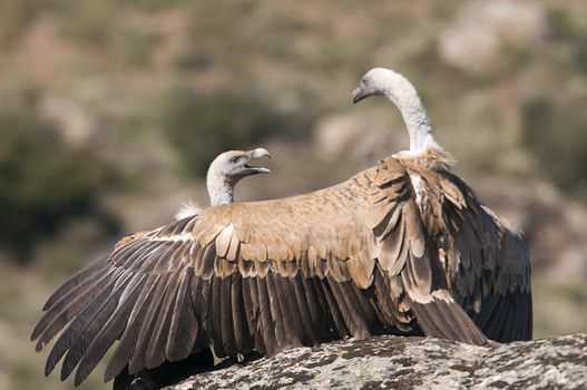 Griffon vulture, Gyps fulvus, large birds of prey sitting on the stone in a mountain