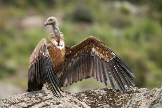 Griffon vulture, Gyps fulvus, large birds of prey sitting on the stone in a mountain