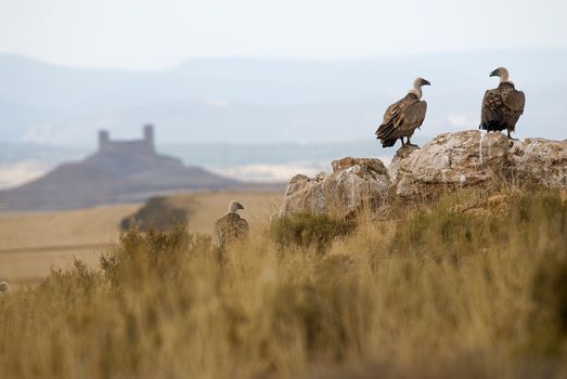 Griffon vulture, Gyps fulvus, large birds of prey sitting on the stone in a mountain with a castle