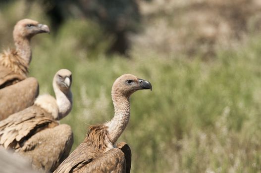 Griffon vulture, Gyps fulvus, large birds of prey sitting on the