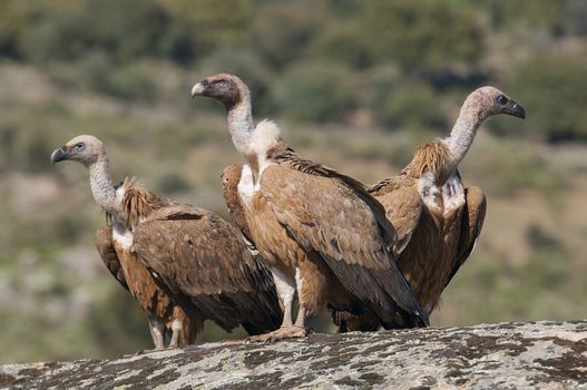 Griffon vulture, Gyps fulvus, large birds of prey sitting on the stone in a mountain