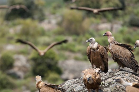 Griffon vulture, Gyps fulvus, large birds of prey sitting on the stone in a mountain