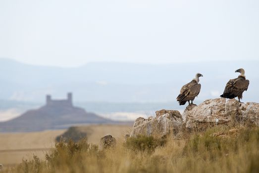 Griffon vulture, Gyps fulvus, large birds of prey sitting on the stone in a mountain with a castle