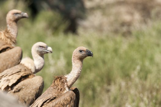 Griffon vulture, Gyps fulvus, raptor bird carrion portrait