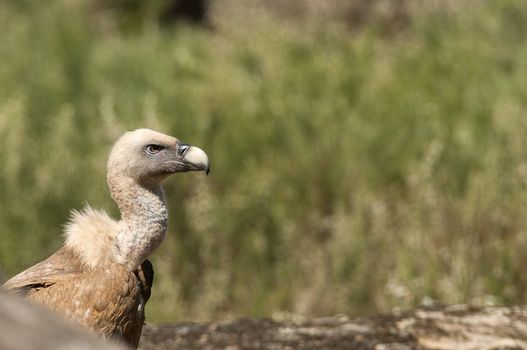 Griffon vulture, Gyps fulvus, raptor bird carrion portrait