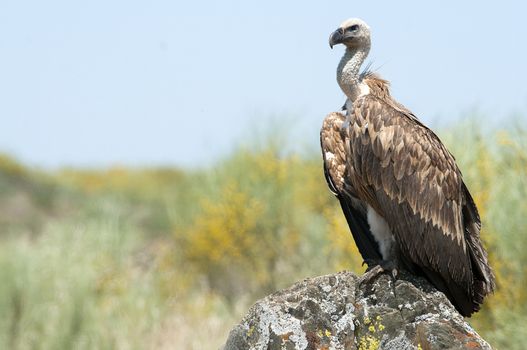 Griffon vulture, Gyps fulvus, raptor bird carrion portrait