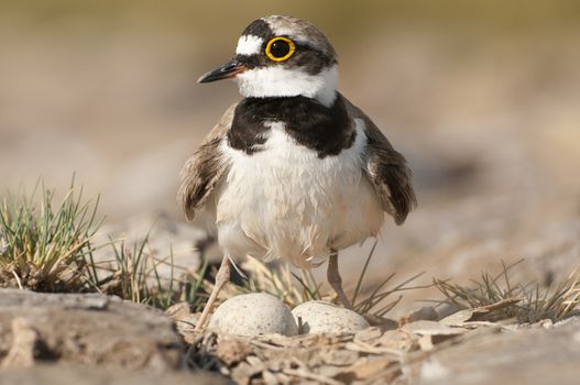 Little Ringed Plover (Charadrius dubius) aquatic bird in its nest with eggs