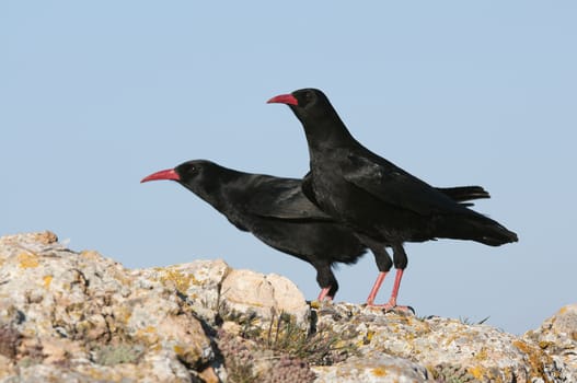 Red billed Chough, Pyrrhocorax pyrrhocorax, pair of birds standing on a rock