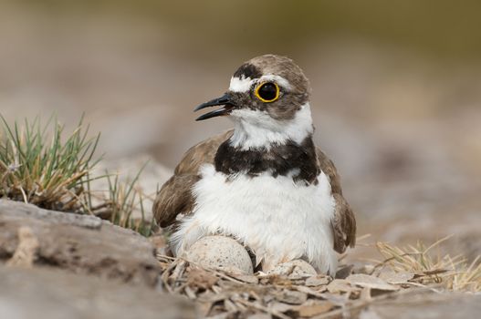 Little Ringed Plover (Charadrius dubius) aquatic bird in its nest with eggs