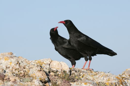 Red billed Chough, Pyrrhocorax pyrrhocorax, pair of birds standing on a rock