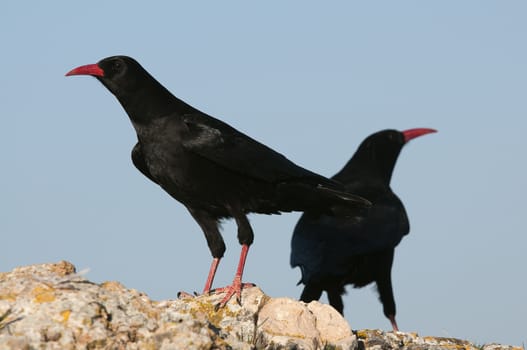 Red billed Chough, Pyrrhocorax pyrrhocorax, pair of birds standing on a rock