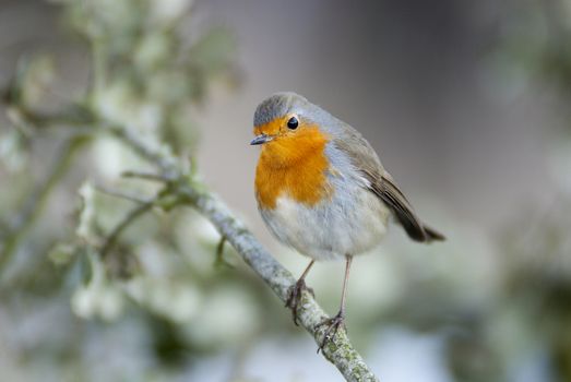 Robin - Erithacus rubecula, standing on a branch