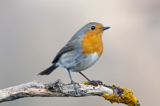 Robin - Erithacus rubecula, standing on a branch