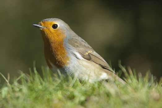 Robin - Erithacus rubecula, standing on the ground