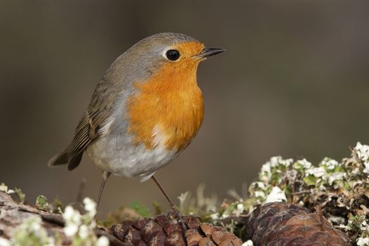 Robin - Erithacus rubecula, standing on the ground