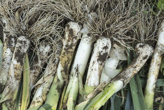 Allium ampeloprasum, freshly picked leeks in the garden