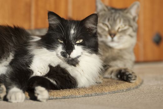 Cats lying resting on the doormat