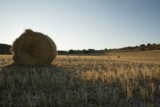 Cereal field, cereal collection, straw