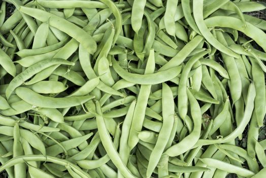 Fresh green bean vegetables, freshly picked in the garden