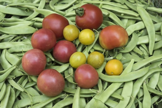 Fresh vegetables, green beans, Tomatoes varieties, freshly picked in the garden