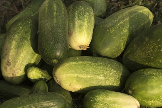 Fresh vegetables, cucumbers, in the vegetable garden