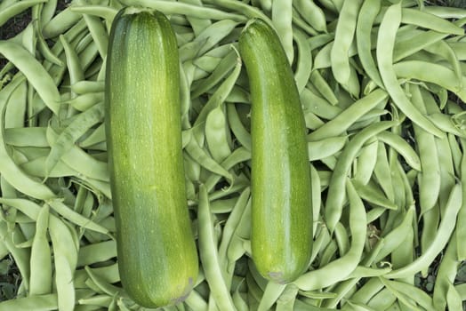 Fresh vegetables, green beans, zucchini, freshly picked in the garden