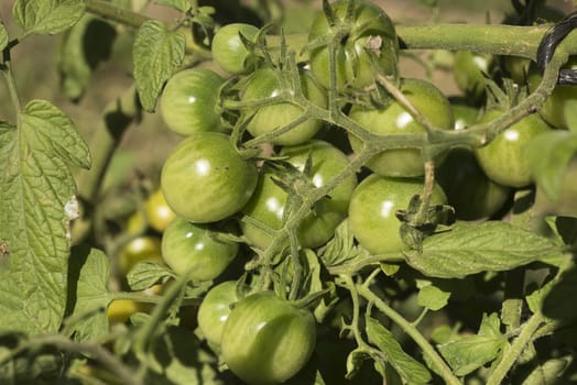 Fresh vegetables, green tomatoes, in the vegetable garden, fruit and plant