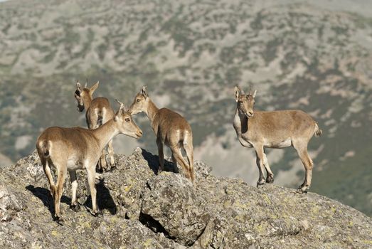 Goat Montés Ibérica, Capra pyrenaica, Iberian Ibex, Spain, on top of the rock, group