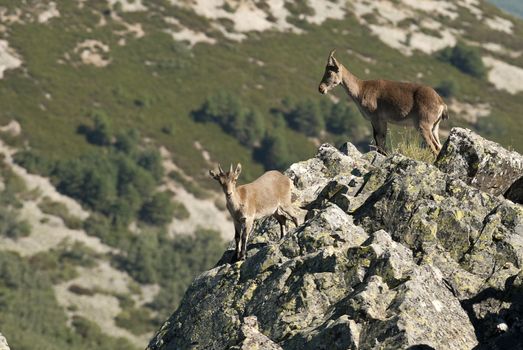 Iberian ibex, Capra pyrenaica, Iberian Ibex, Spain, on top of the rock