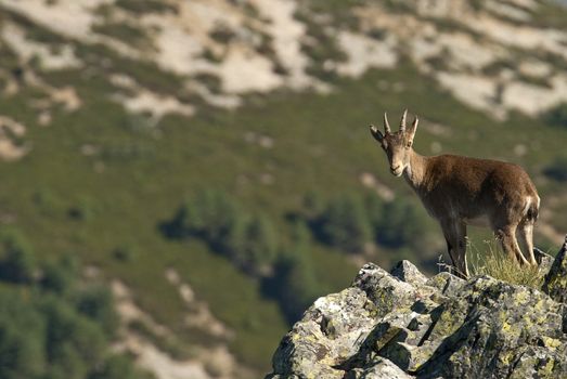 Iberian ibex, Capra pyrenaica, Iberian Ibex, Spain, on top of the rock