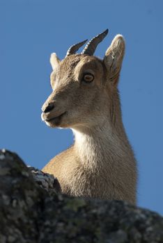 Iberian ibex, Capra pyrenaica, Iberian Ibex, Spain, on top of the rock