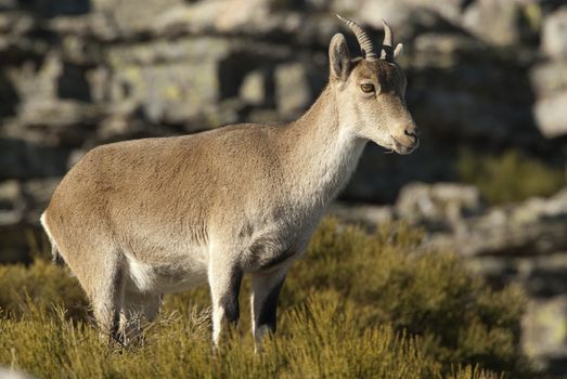 Iberian ibex, Capra pyrenaica, Iberian Ibex, Spain, on top of the rock