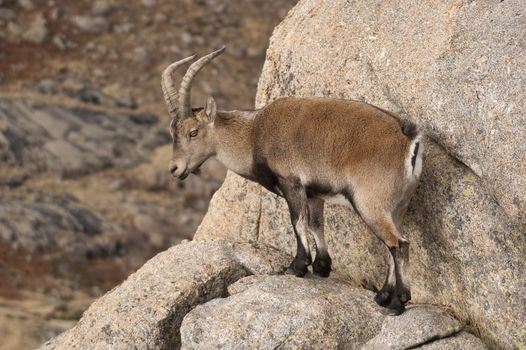 Iberian ibex, Capra pyrenaica, Iberian Ibex, Spain, on top of the rock