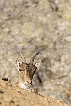 Iberian ibex, Capra pyrenaica, Iberian Ibex, Spain, on top of the rock