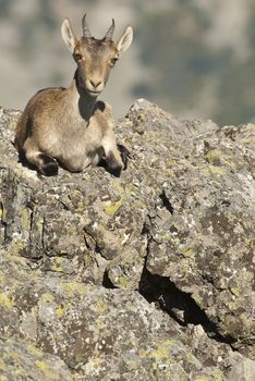 Iberian ibex, Capra pyrenaica, Iberian Ibex, Spain, on top of the rock